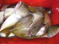 アイゴ・バリコ合計72匹爆釣！カルモ島でのフカセ釣り