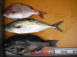 三尾の磯・松ケ下にてグレ44cm　カゴ釣り…