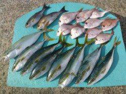 沖一文字内向きでハマチの釣果ありました