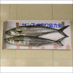 親海公園　ライトジギングでサゴシ49cmと53cm　例年よりややサイズUP