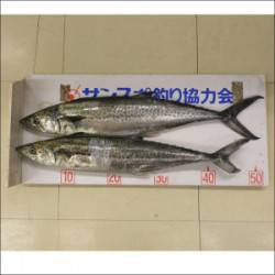 親海公園　ライトジギングでサゴシ49cmと…