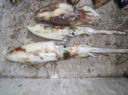 湯浅の地磯　フカセで小グレ大漁、エギングではアオリイカとコウイカも