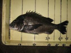 久美浜　六本裏カセでチヌ46cm　