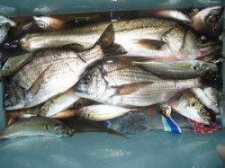 久美浜　六本裏カセでチヌ46cm　