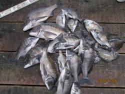 田井　一文字前イカダ２号で年なしチヌの釣果…