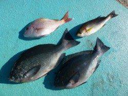 ヒラバエでアイゴ・グレ・カワハギ・ウスバハゲ　沖一文字でグレ・イサギなど