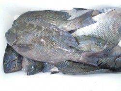 湯浅　広一文字でヤエン釣り、アオリイカ キロクラス出ました！