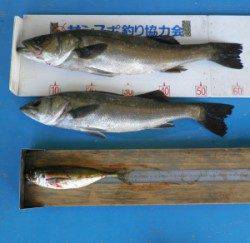 高浜地磯　ルアーでシーバス2匹と良型マアジ28cm！