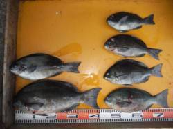 三尾の磯　ふかせでグレ〜42cm6尾