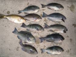 湯浅の磯　フカセでグレ・アイゴの釣果