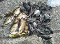 湯浅の磯　フカセでグレ・アイゴの釣果