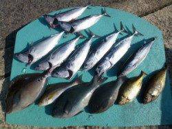 神谷一文字　かご釣りでスマガツオ・グレ・イサギなど