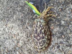 本荘人工島　タチウオの時合待ちエギングでさ…