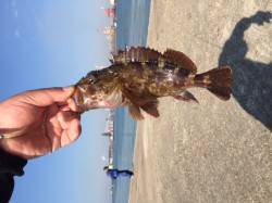 【釣り日和でした】本荘人工島でコウイカ