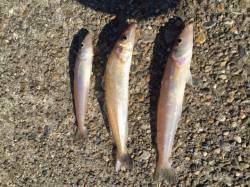 本荘人工島でエサ釣り　大型のキスにカワハギ…