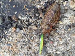 本荘人工島　エギングでコウイカ&ブ…