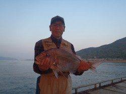 須磨海づり公園　ウキ流し釣りでマダイ60cm！