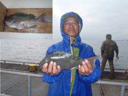 須磨海づり公園　落し込みで記録賞サイズ33cmのグレ