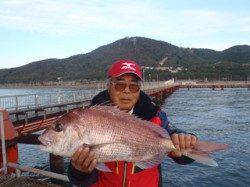 須磨海づり公園　シラサエビをエサにマダイ70cm！