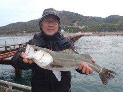 須磨海づり公園　シラサエビでハネ50cmをキャッチ