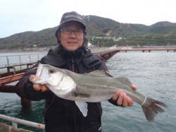 須磨海づり公園　シラサエビでハネ50cmを…