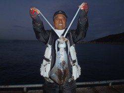 須磨海づり公園でアオリイカ1100g★　エギングでの釣果です