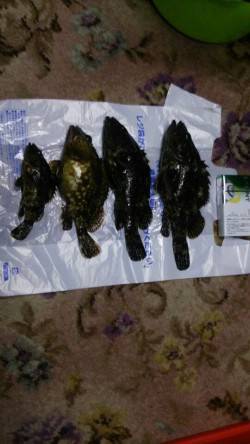 飾磨～広畑周辺にてガシリング　底取りリフト…