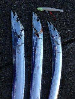 白浜周辺　朝のチャンスを狙ってワインドでタチウオ