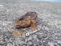 内之浦へライトゲーム釣行　ガシラ・セイゴ・…