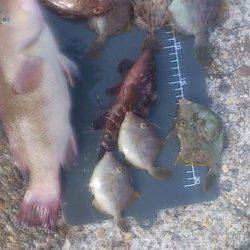 平磯海づり公園 カンダイ・カワハギ・ガシラなどで満足できました