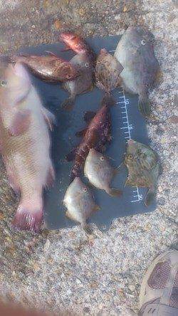 平磯海づり公園 カンダイ・カワハギ・ガシラなどで満足できました