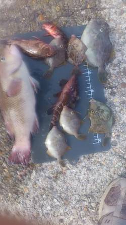 平磯海づり公園　カンダイ・カワハギ・ガシラ…