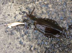 北港　朝方のエギング釣行　アオリイカとコウ…