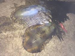 和歌山北港魚つり公園エギングでナイトゲーム…