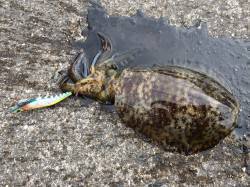 和歌山北港魚つり公園　エギングで200〜7…