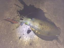 和歌山北港魚つり公園　潮が効いているところ…