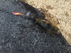 和歌山北港魚つり公園エギングでアオリイカ　…