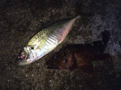 紀ノ川河口　夜釣りにいってきました　ウキ釣りでガシラ・メバル・アジ　