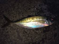 紀ノ川河口　カゴ釣り＆フカセ釣りでメバル・…