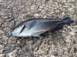 和歌山北港魚つり公園　カゴ釣りでグレ楽しめ…