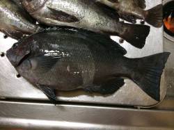 紀ノ川河口　ちょこっとウキ釣りでメバル・ア…