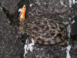 和歌山北港魚つり公園にてエギング　アオリイ…