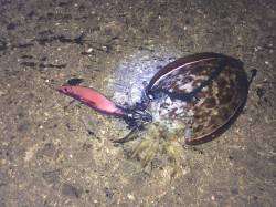 和歌山北港魚つり公園でアオリイカ　最近冬の…