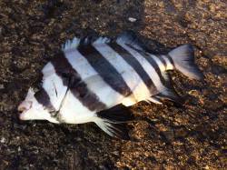 北港魚つり公園へカゴ釣り釣行　グレとサンバ…
