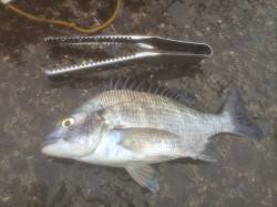 北港魚つり公園　タナ４ヒロ半でグレのほかチ…