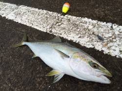 アオリイカと青物狙いで北港へ　ノマセで58…