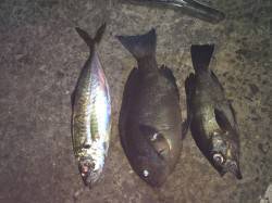 紀ノ川河口　ウキ釣りでアジ・メバル・グレ　…