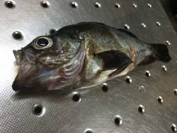 紀ノ川河口周辺で夜釣り　メバルのウキ釣りに…