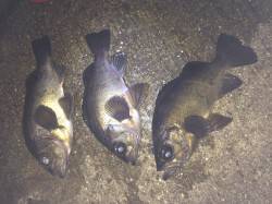 紀ノ川河口の夜釣りでメバル　潮がまっすぐ横…