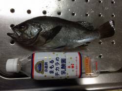 紀ノ川河口　夜のウキ釣りでメバル狙い